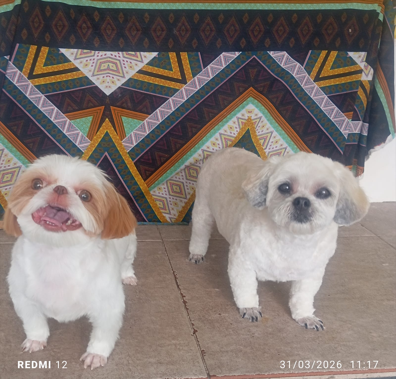 Banho + Tosa com desconto especial